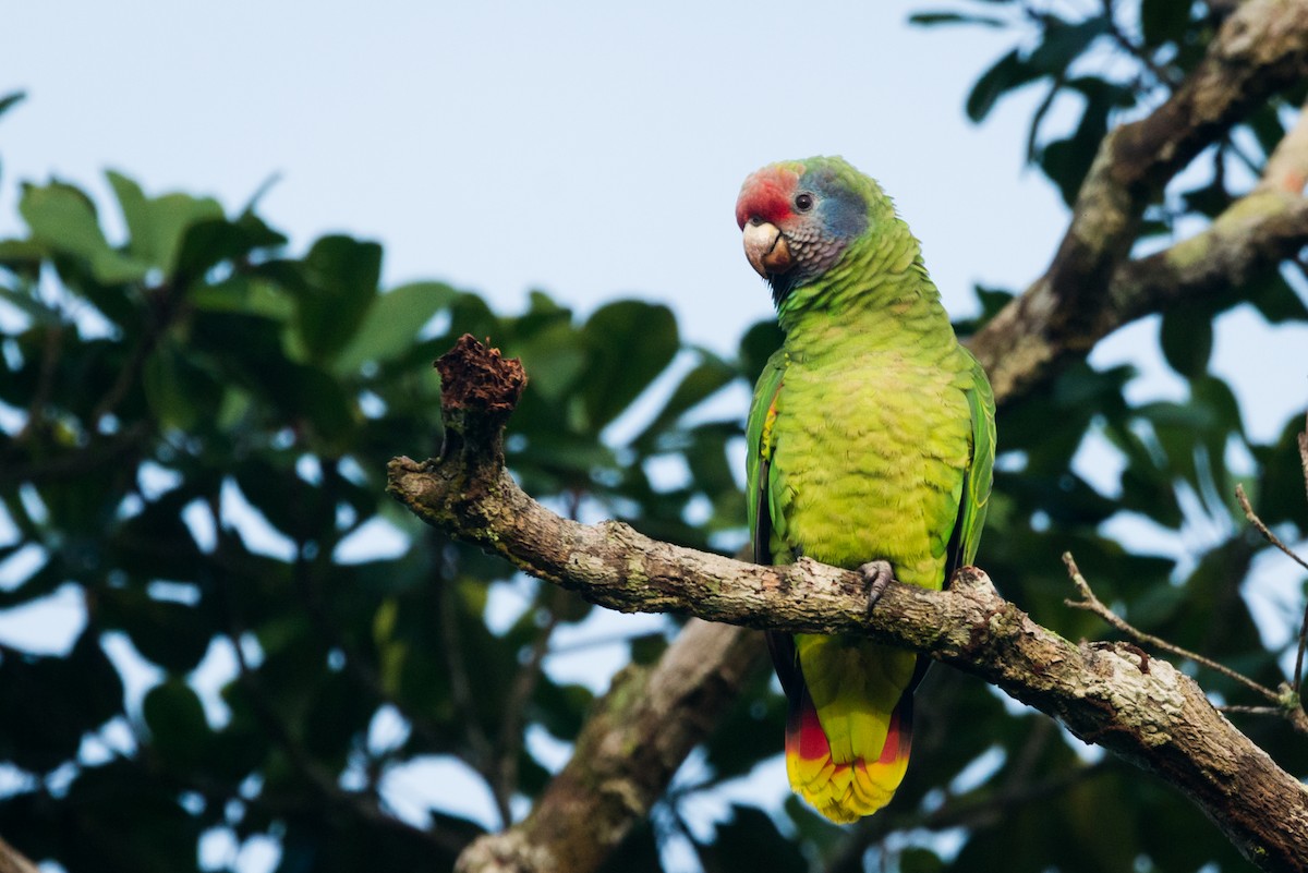Red-tailed Parrot - ML612309512