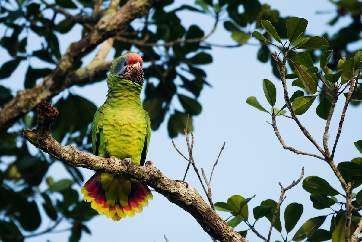 Red-tailed Parrot - ML612309514