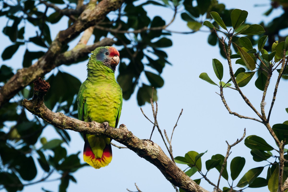 Red-tailed Parrot - ML612309515
