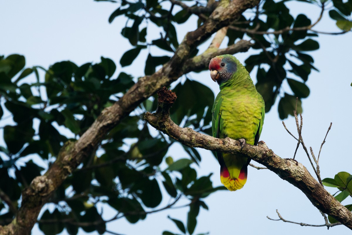 Red-tailed Parrot - ML612309516