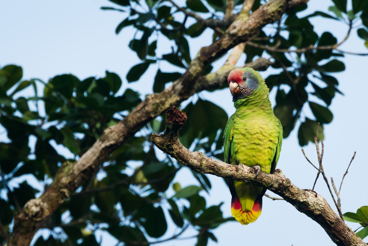 Red-tailed Parrot - ML612309517