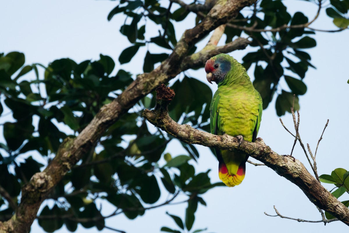 Red-tailed Parrot - ML612309518