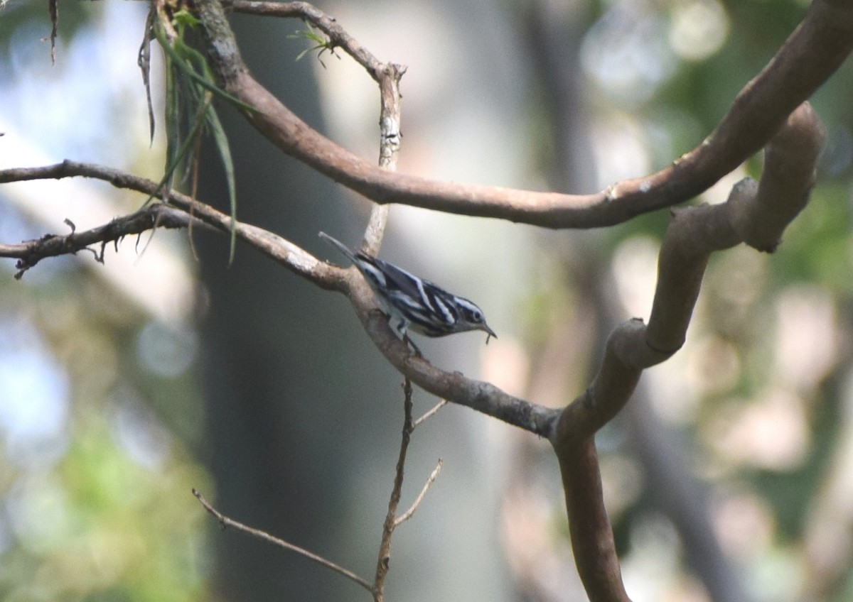 Black-and-white Warbler - ML612310229