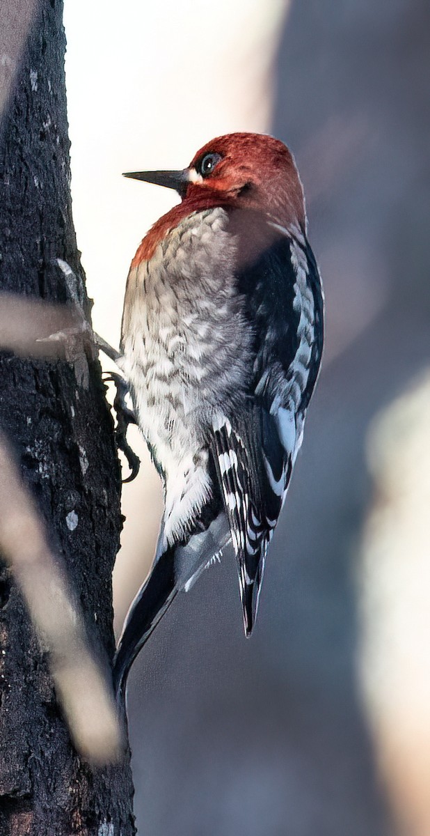 Red-breasted Sapsucker - Jeff Todoroff