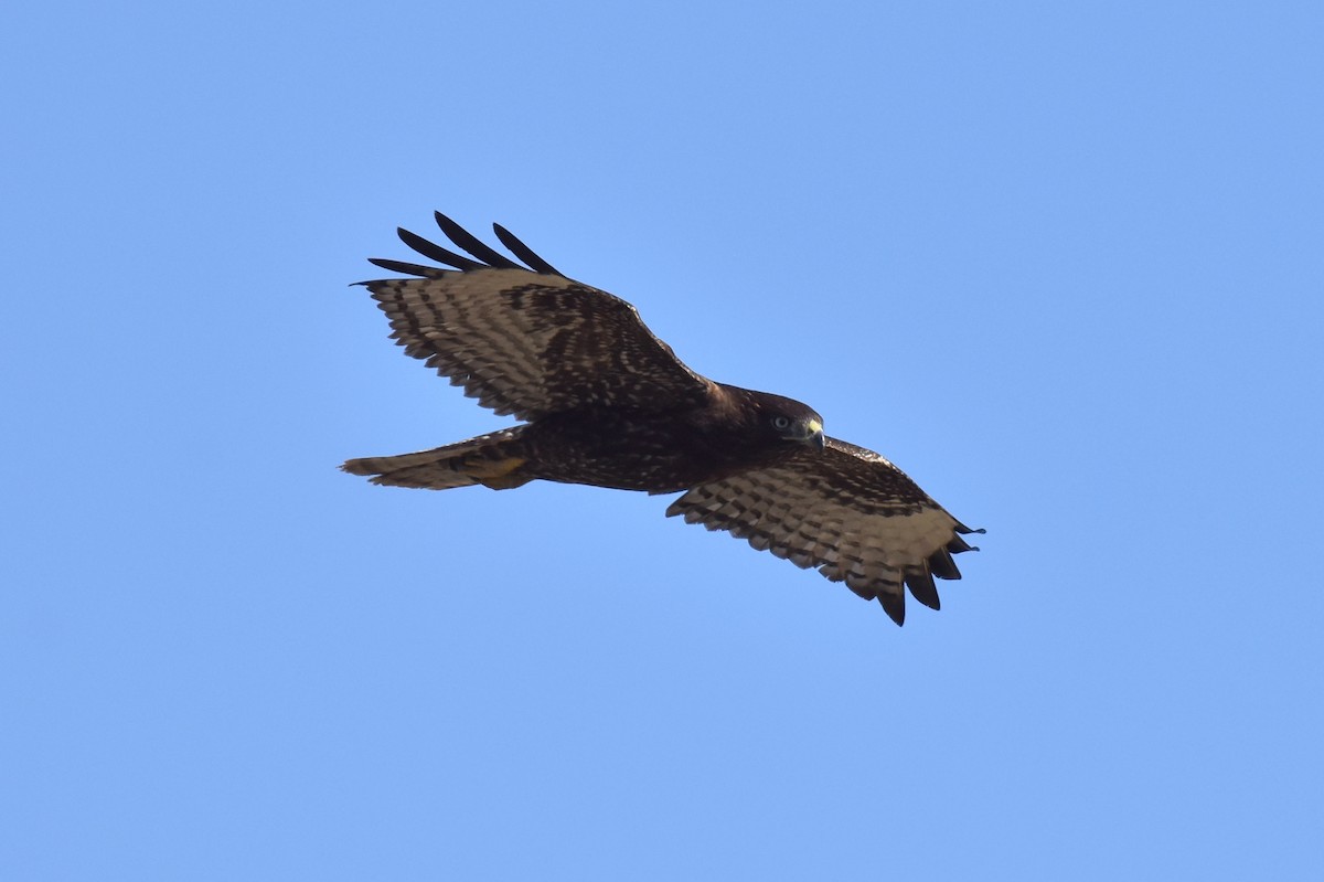 Red-tailed Hawk - ML612310628