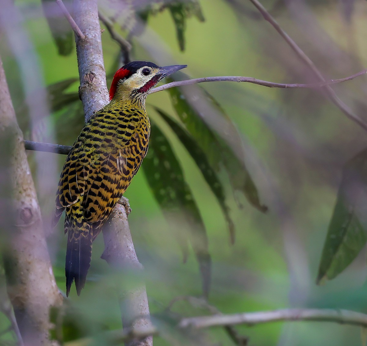 Green-barred Woodpecker - ML612311202