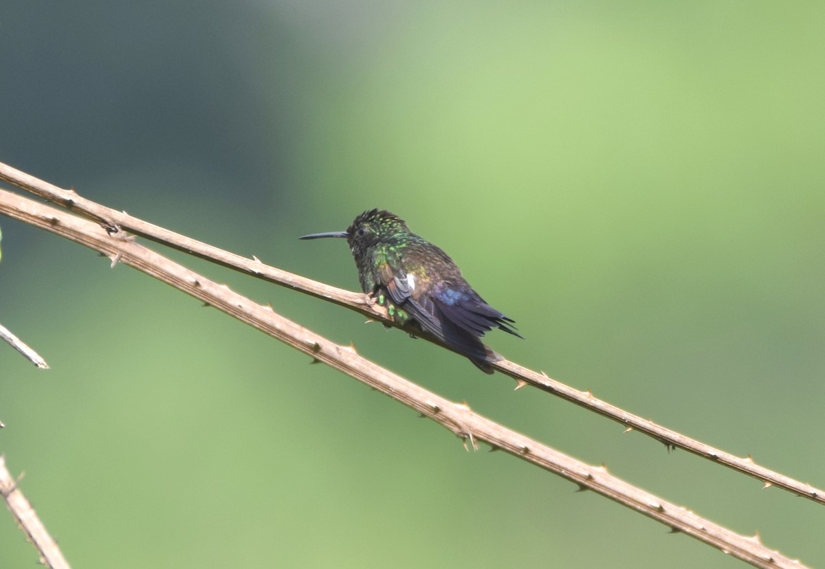 Blue-tailed Hummingbird - ML612311321
