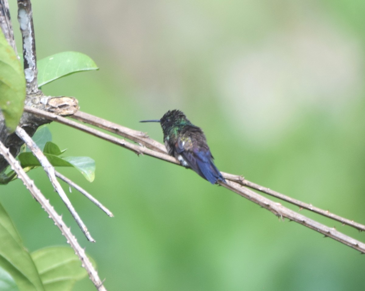 Blue-tailed Hummingbird - ML612311322