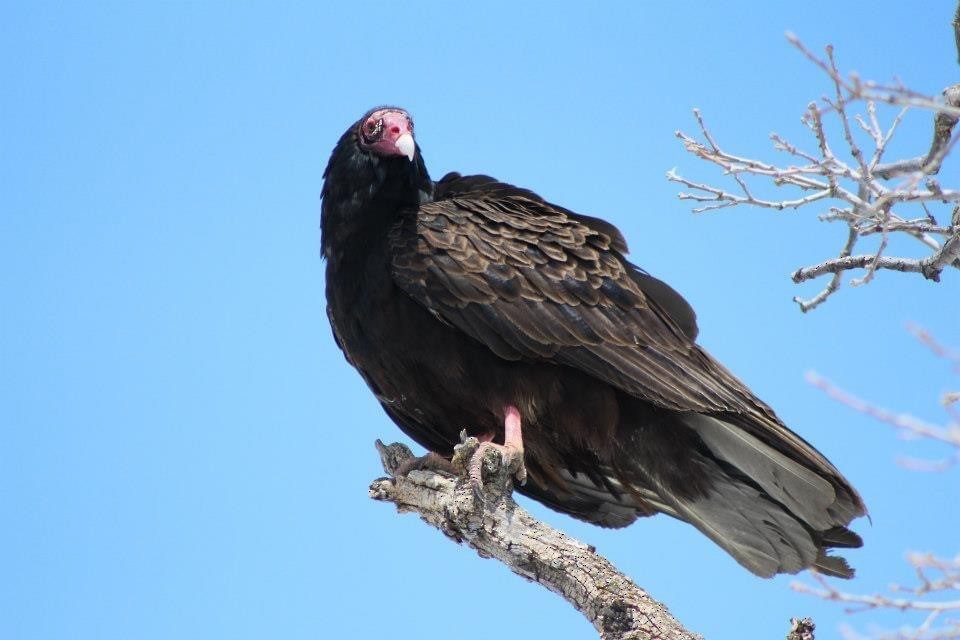 Turkey Vulture - ML612311357