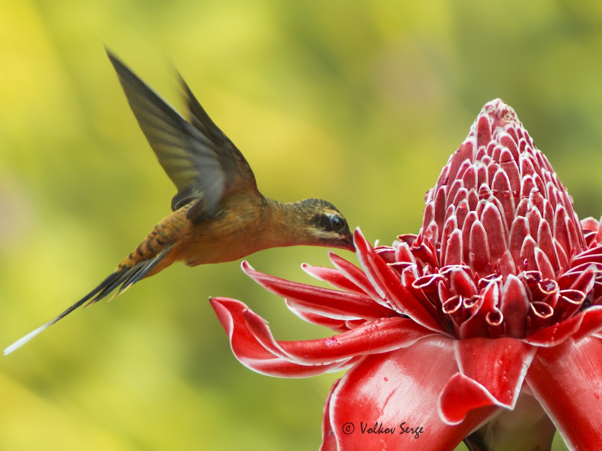 Рыжеватый колибри-отшельник - ML612311372