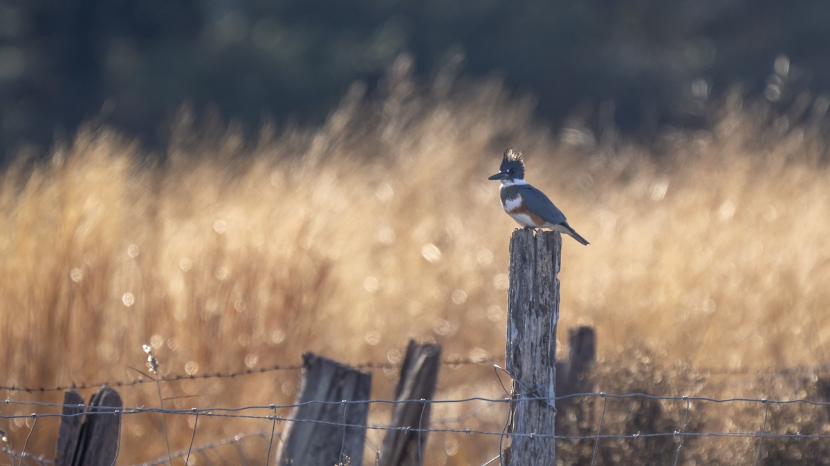 Belted Kingfisher - ML612311649