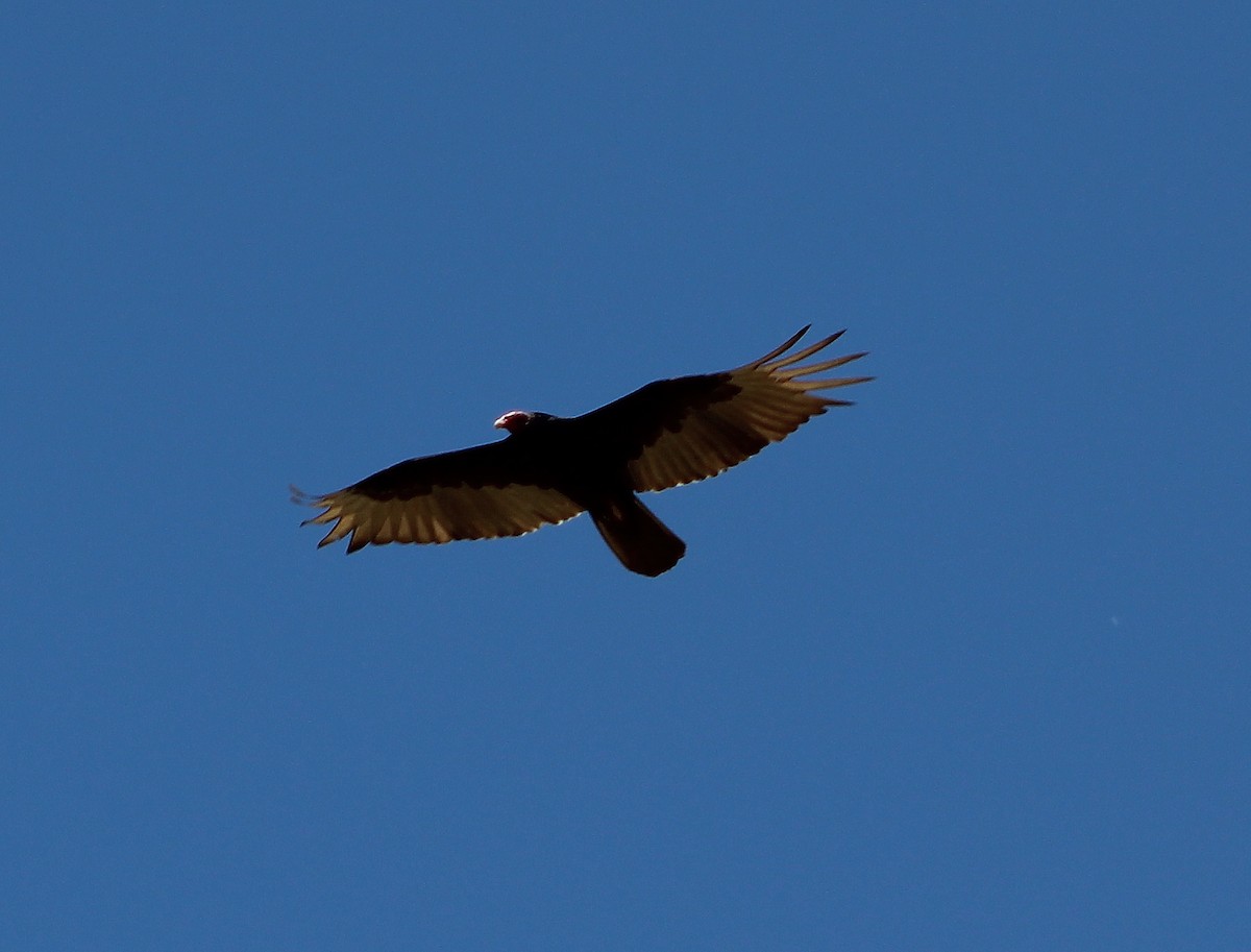 Turkey Vulture - ML61231171