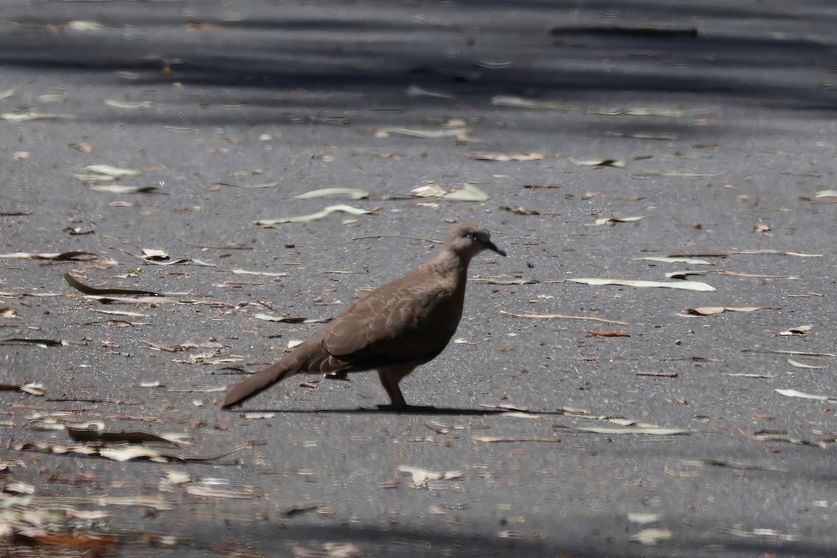 Spotted Dove - ML612311888