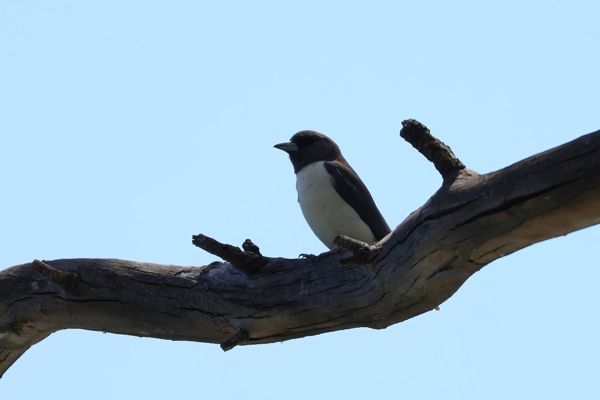 White-breasted Woodswallow - ML612311910