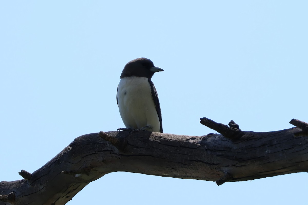 White-breasted Woodswallow - ML612311911