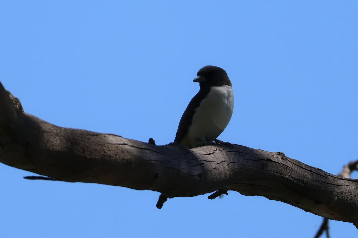 White-breasted Woodswallow - ML612311912
