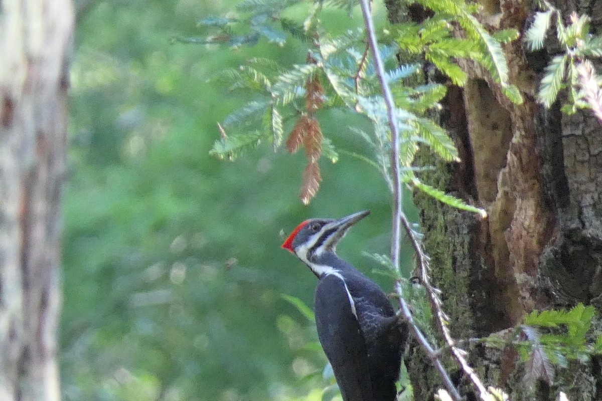 Pileated Woodpecker - ML612312219