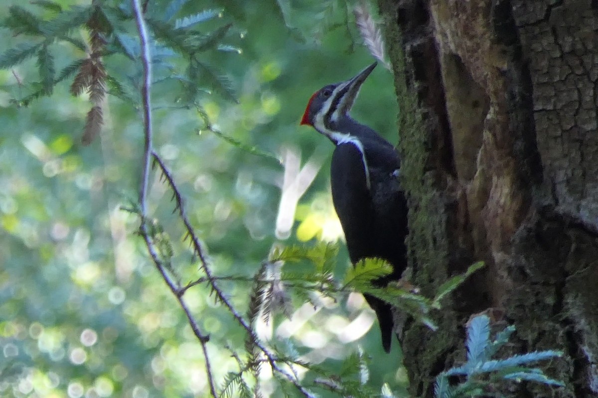 Pileated Woodpecker - ML612312225