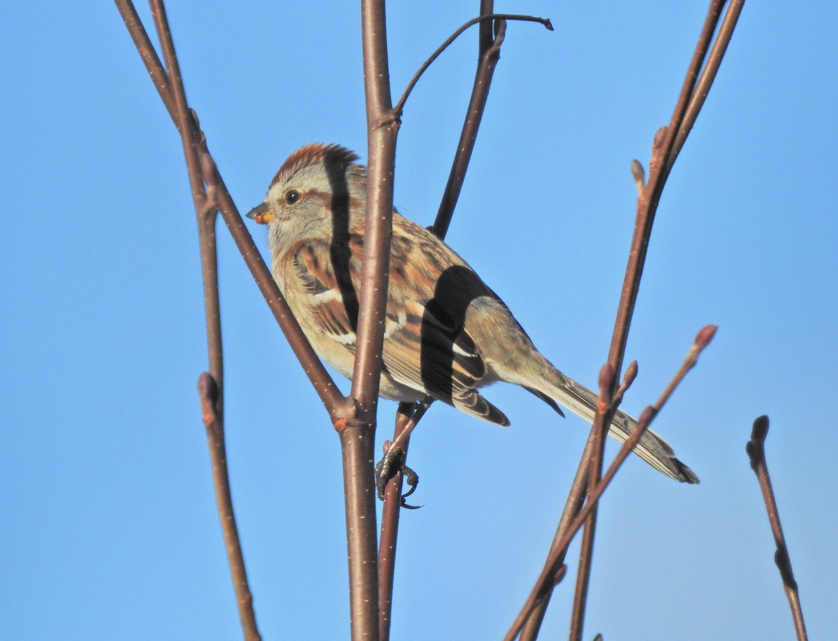American Tree Sparrow - ML612312681