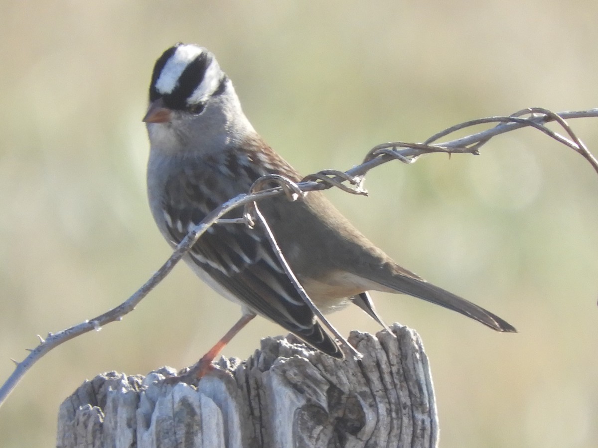 White-crowned Sparrow - ML612313291