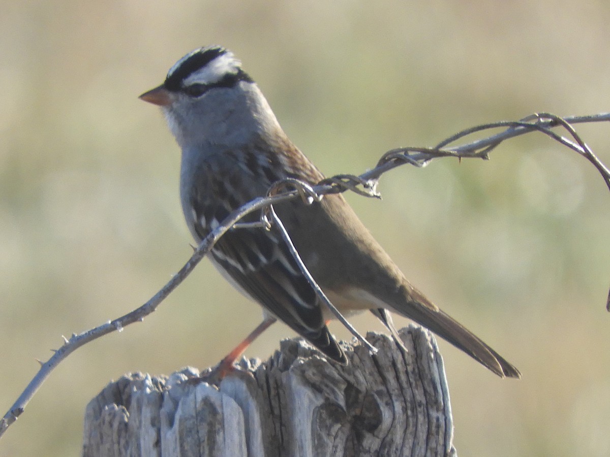 White-crowned Sparrow - ML612313292