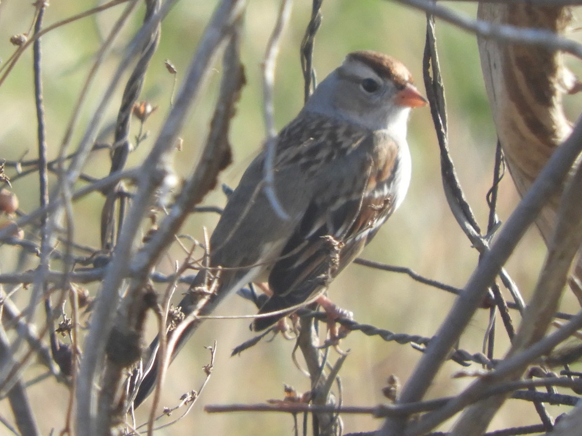 White-crowned Sparrow - ML612313293