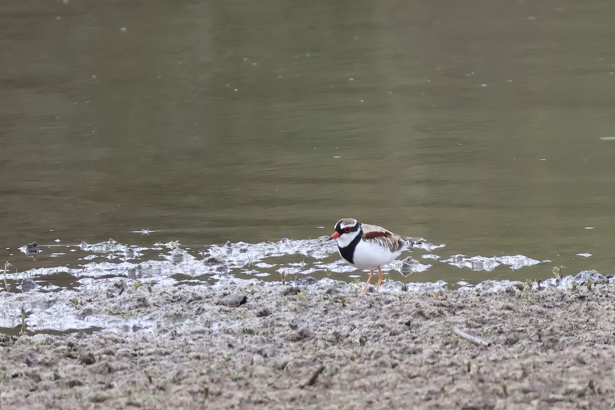 Black-fronted Dotterel - Heather Williams