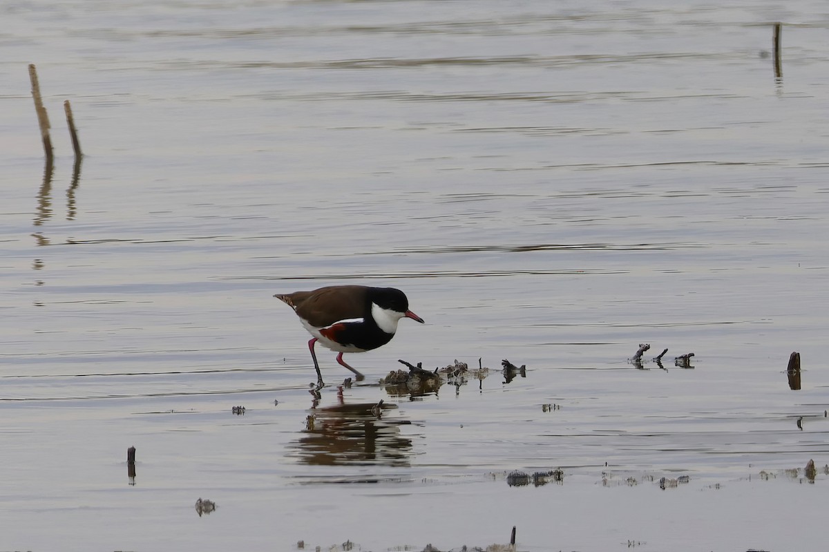 Red-kneed Dotterel - ML612313656