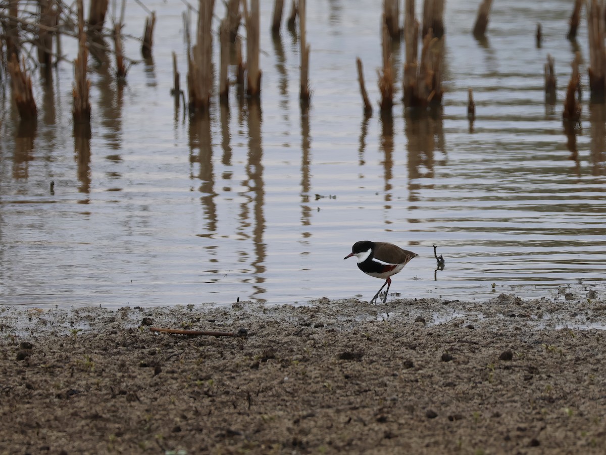 Red-kneed Dotterel - ML612313657