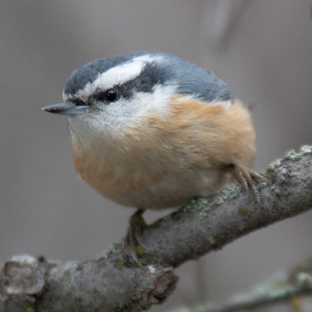 Red-breasted Nuthatch - ML612313921
