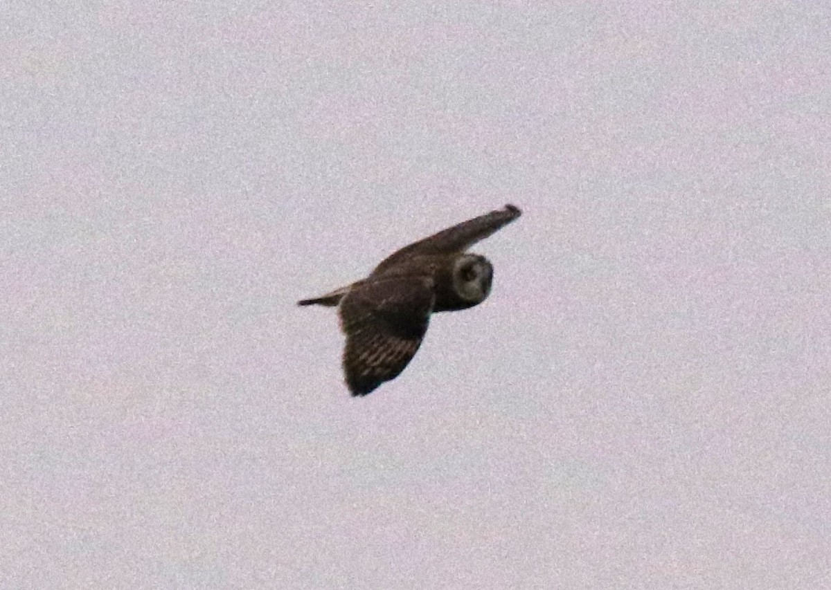 Short-eared Owl - ML612313978