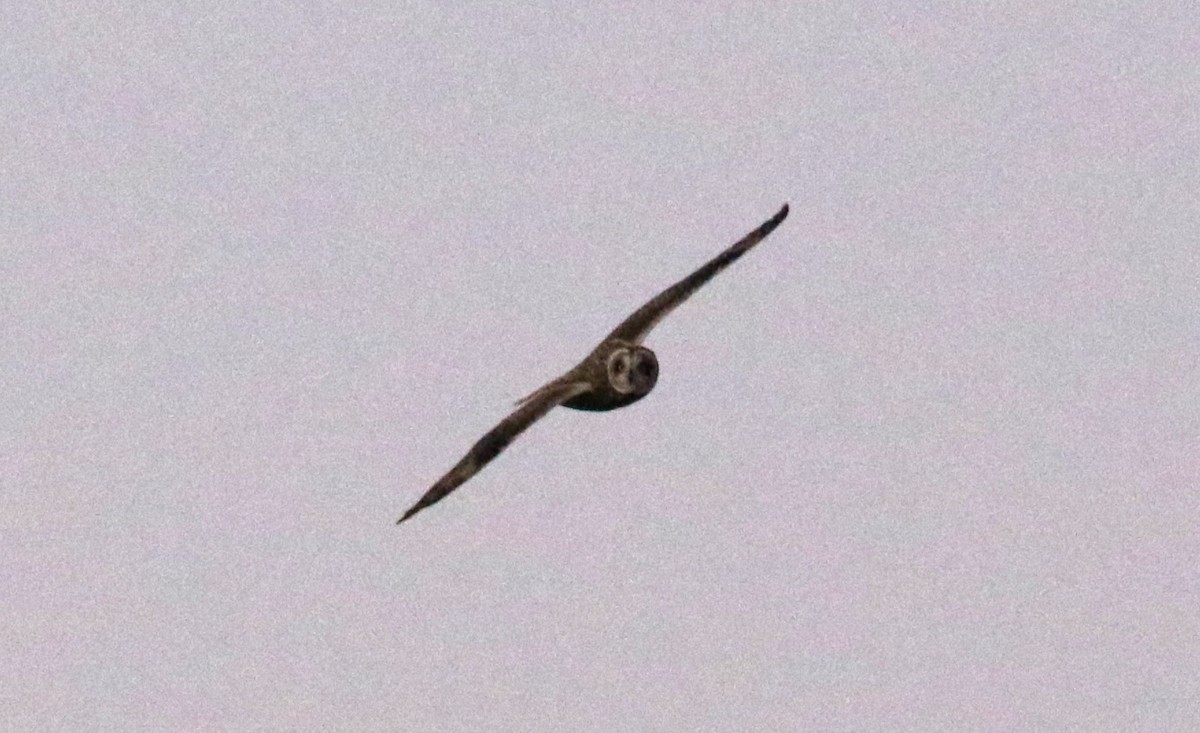 Short-eared Owl - ML612313979