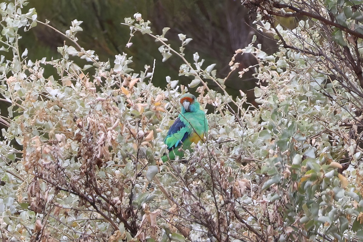 Воротничковый попугай (barnardi) - ML612313987