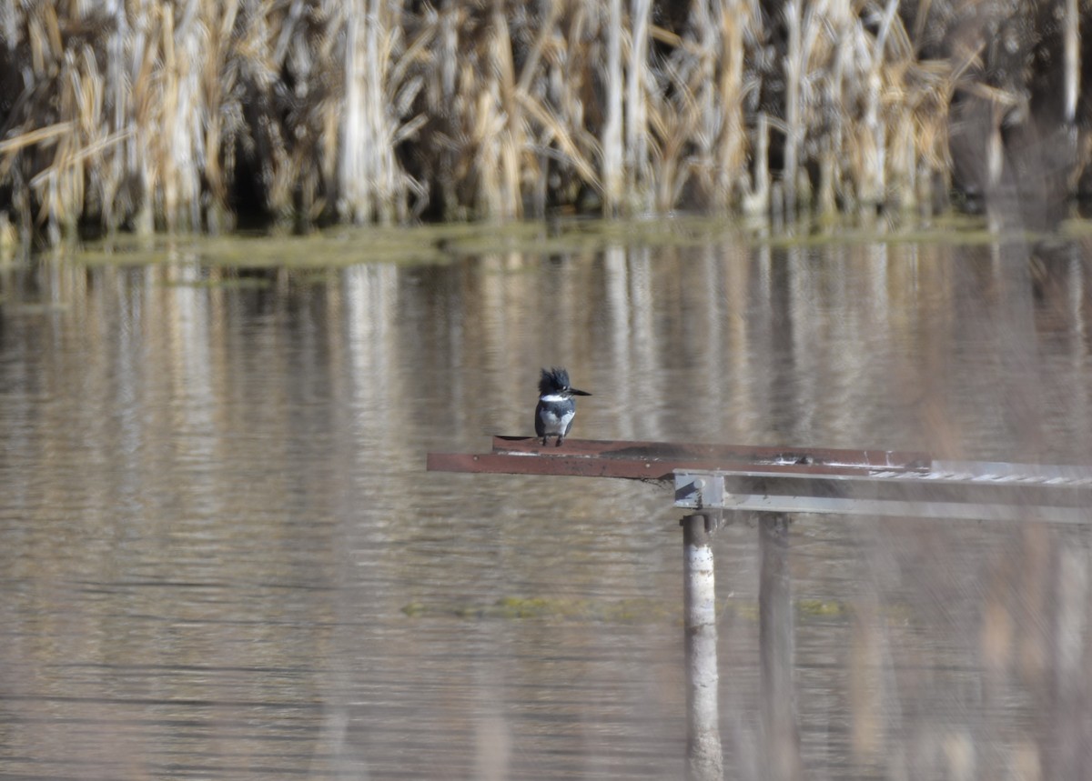 Belted Kingfisher - ML612314328