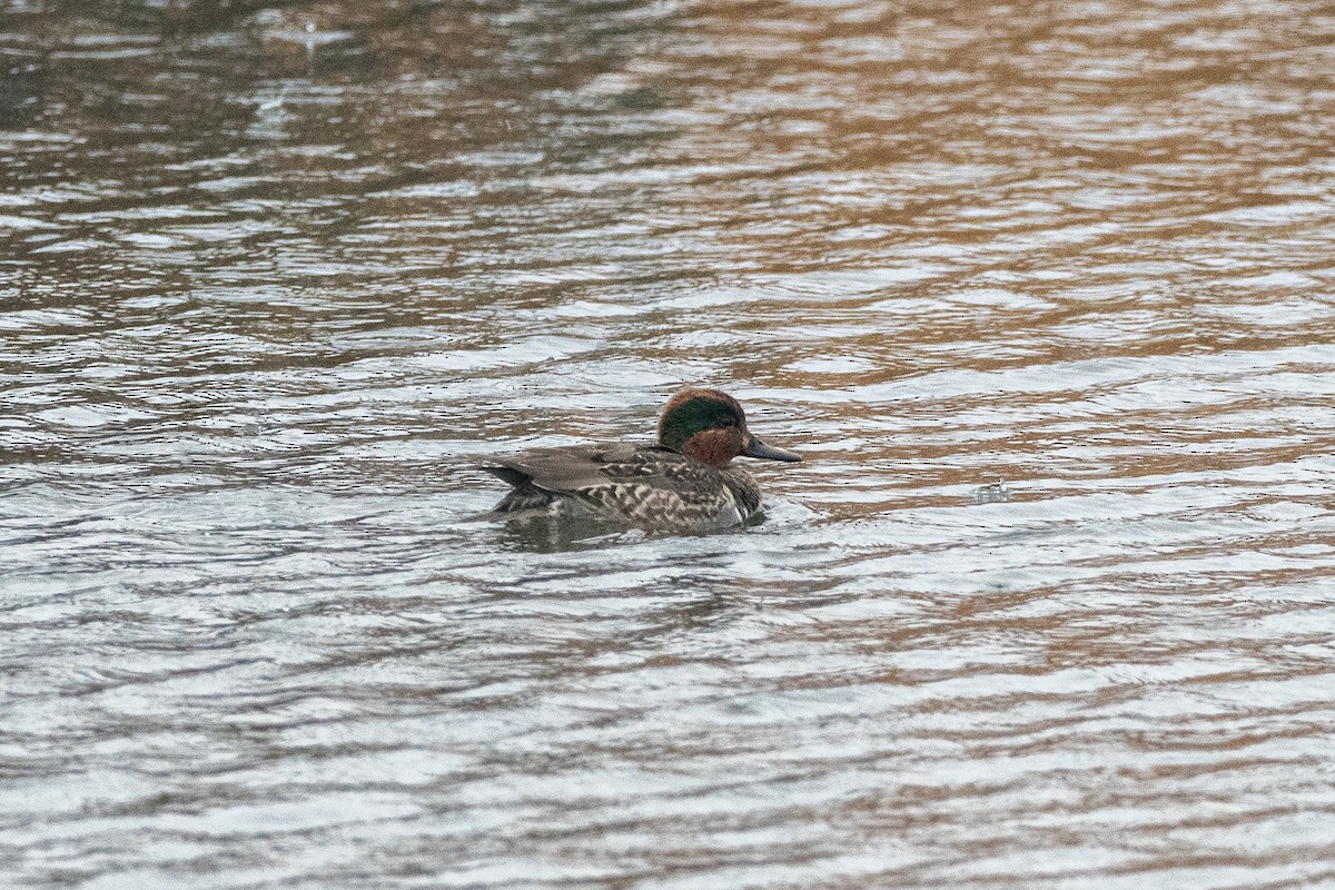 Green-winged Teal - ML612314535