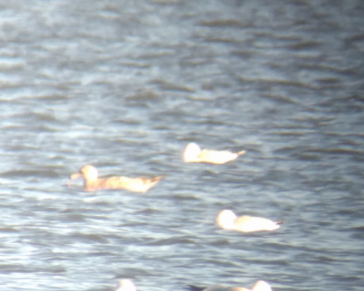 Ebird Checklist Dec White Rock Lake West Lawther Drive