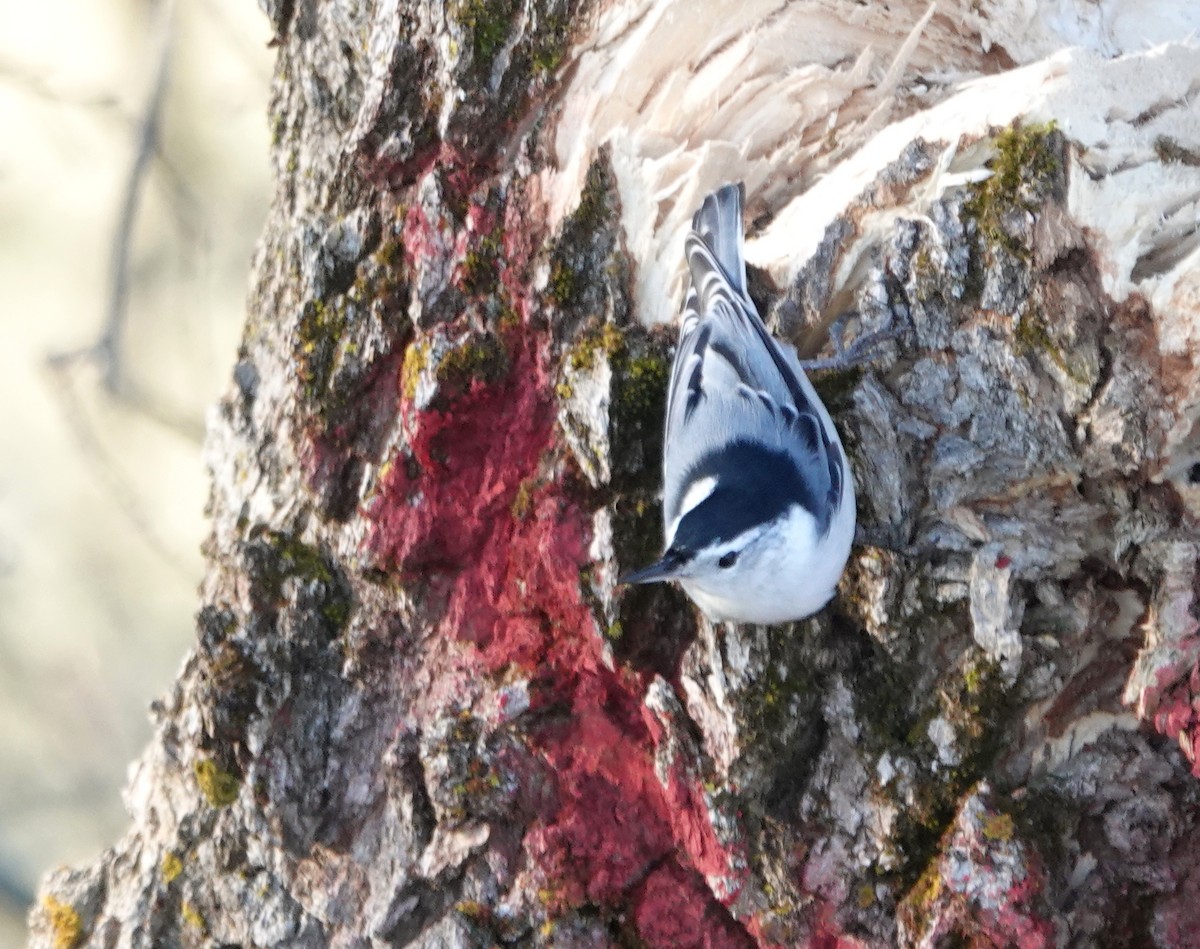 White-breasted Nuthatch - ML612315048