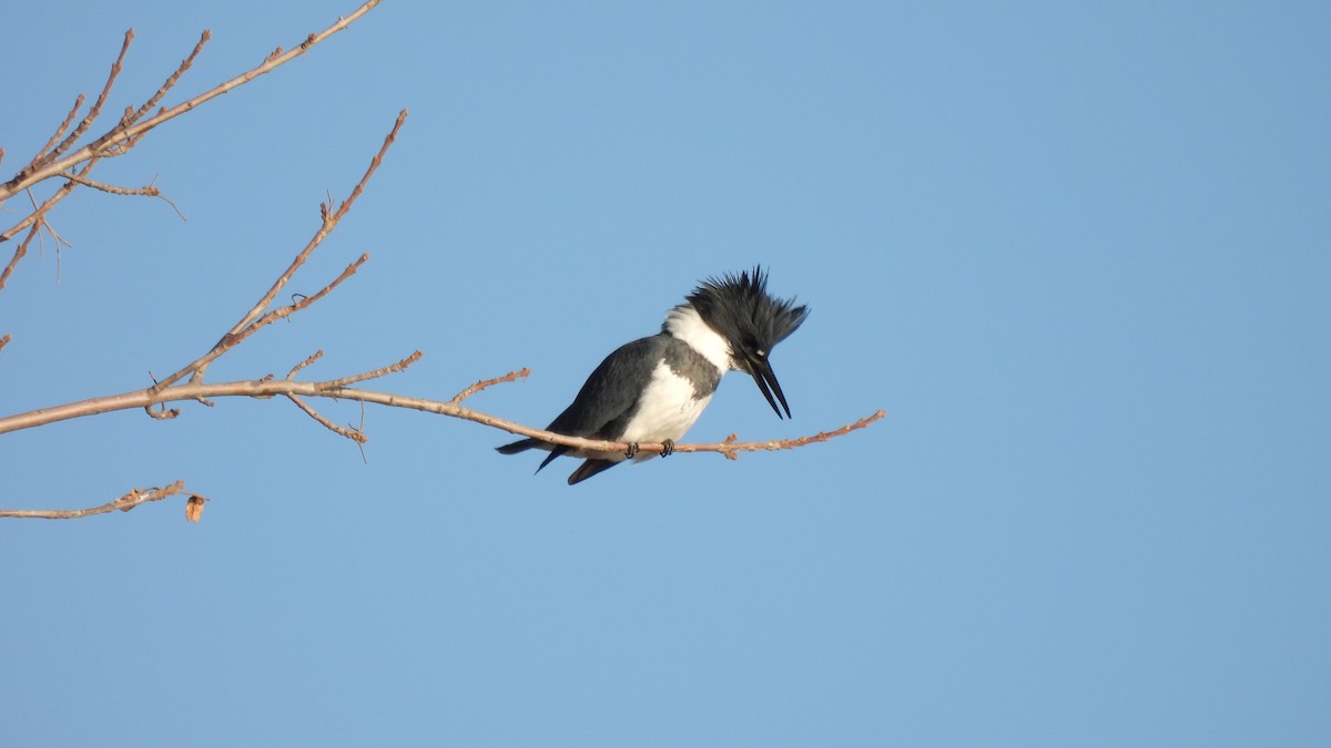 Belted Kingfisher - ML612315190