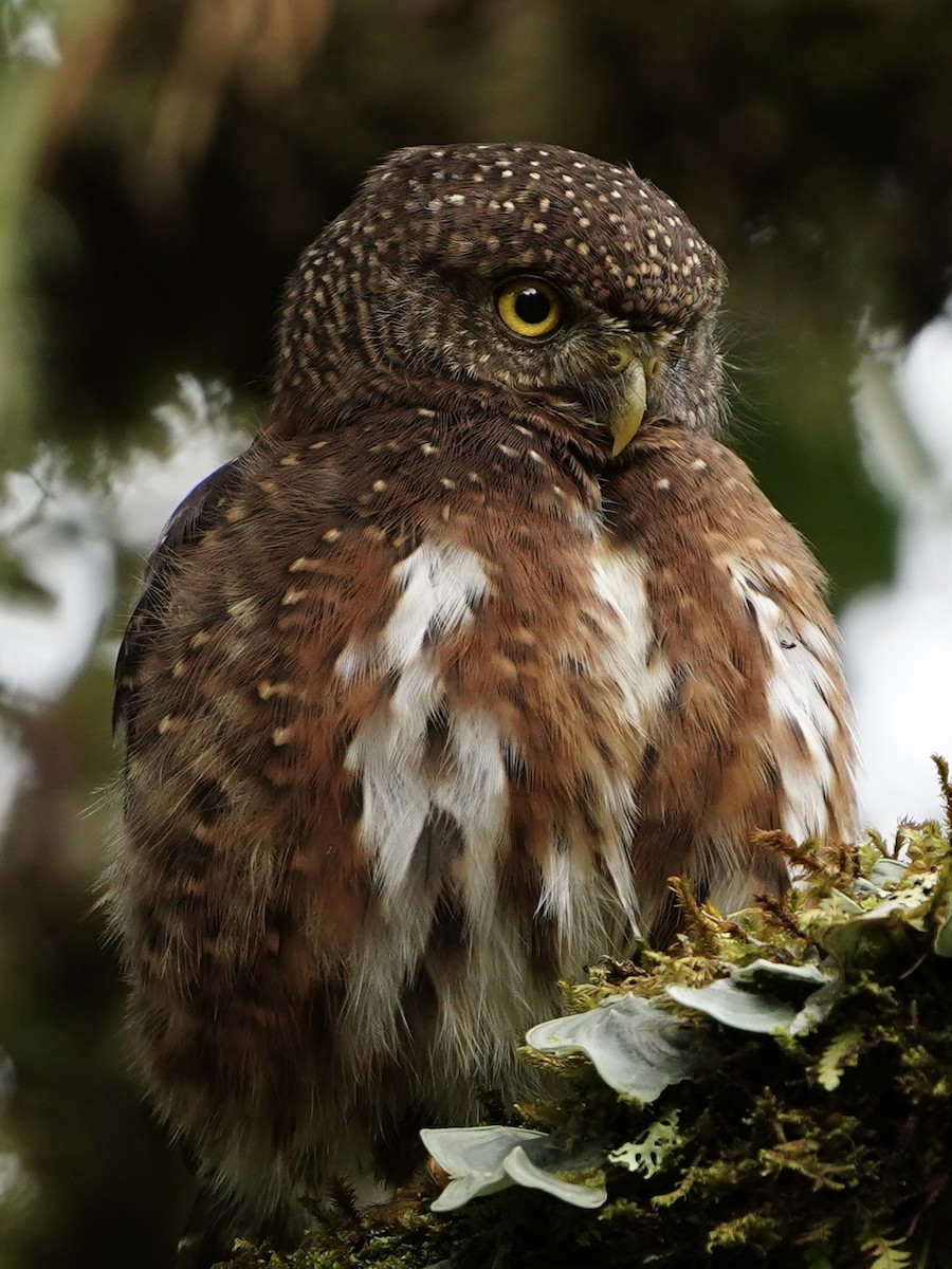 Costa Rican Pygmy-Owl - ML612315206
