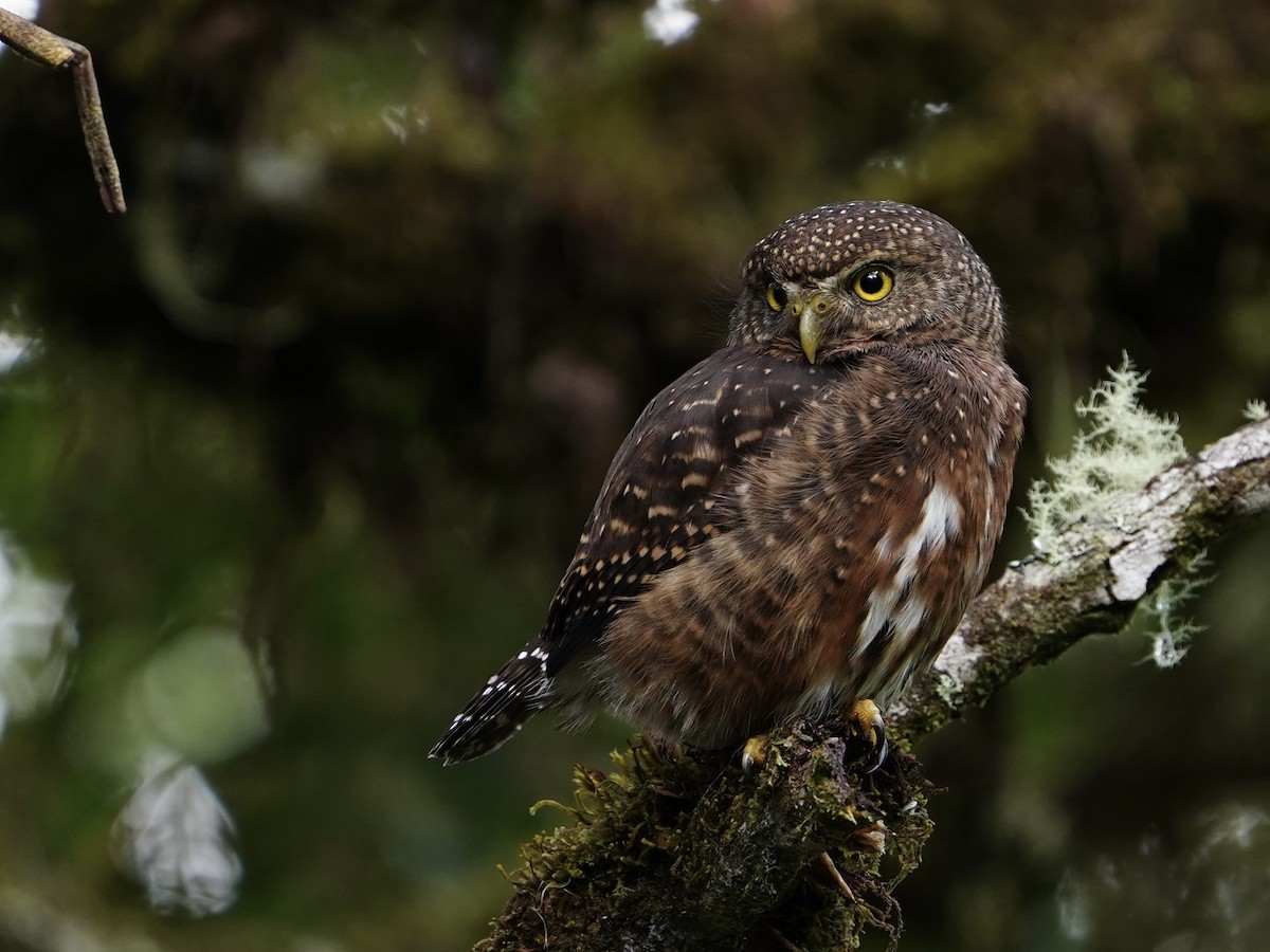 Costa Rican Pygmy-Owl - ML612315207
