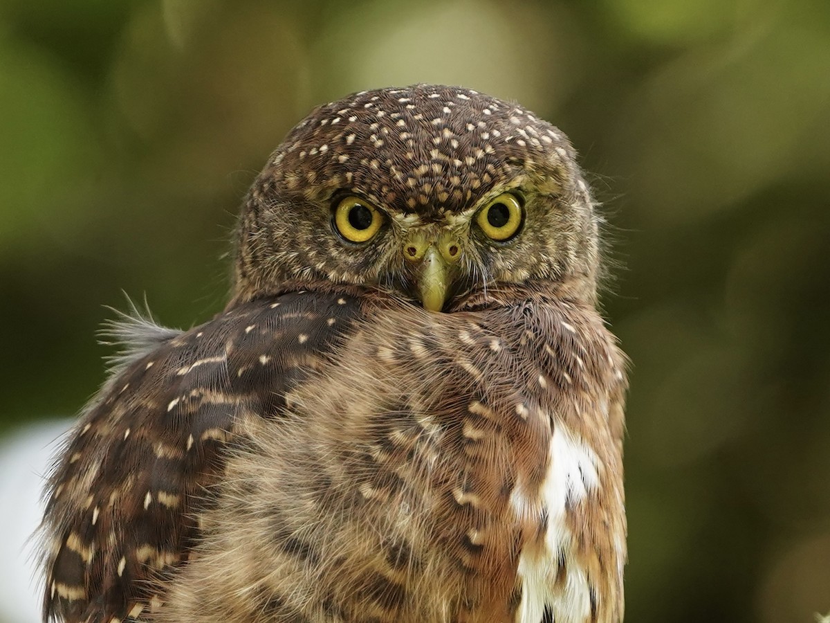 Costa Rican Pygmy-Owl - ML612315208