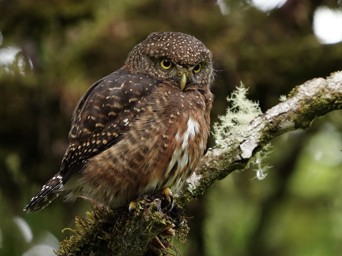 Costa Rican Pygmy-Owl - ML612315209
