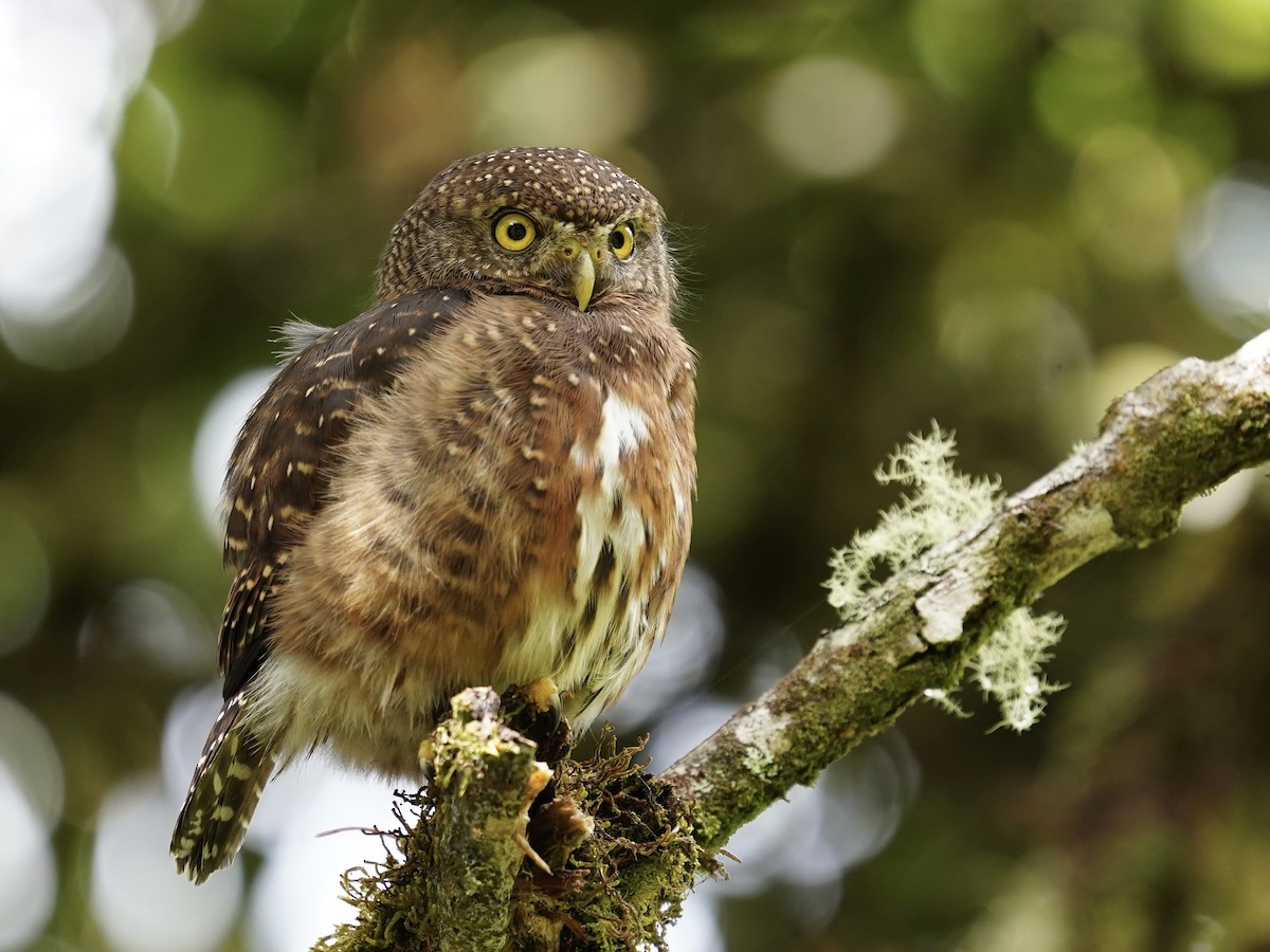 Costa Rican Pygmy-Owl - ML612315210