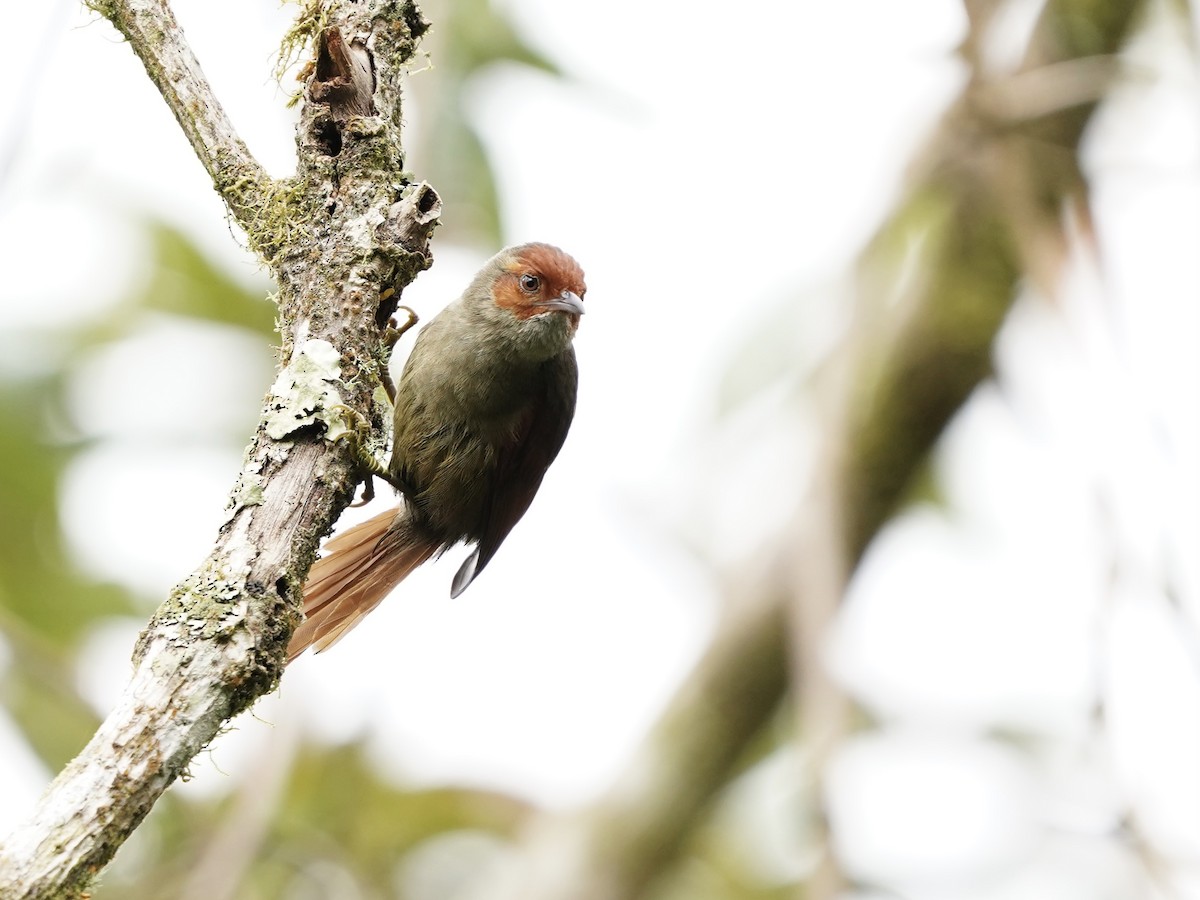 Red-faced Spinetail - ML612315226