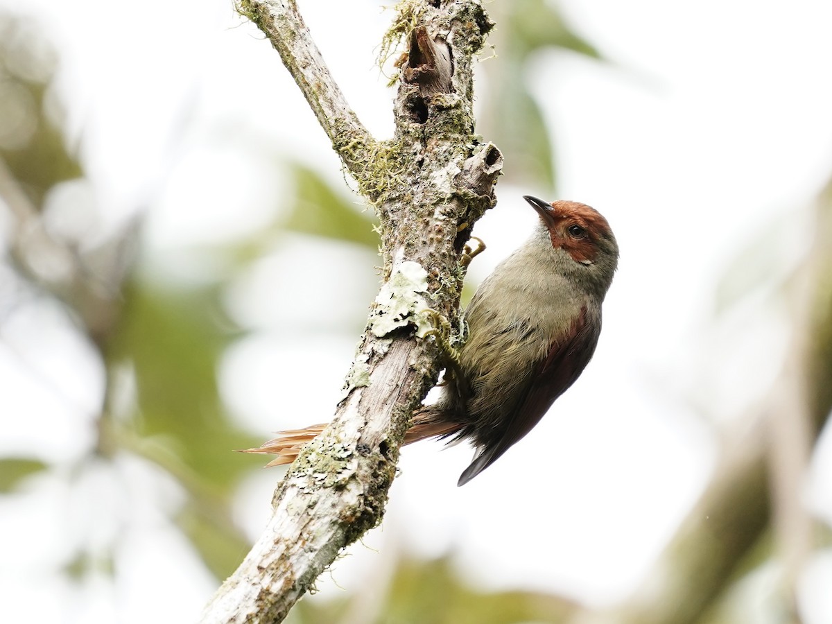 Red-faced Spinetail - ML612315227