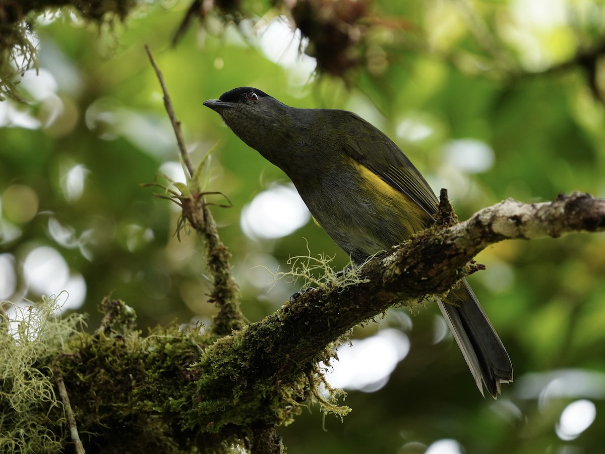 Black-and-yellow Silky-flycatcher - Carlos Ulate