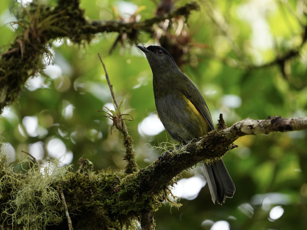 Black-and-yellow Silky-flycatcher - ML612315271