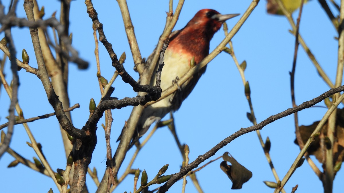 Red-breasted Sapsucker - ML612315648