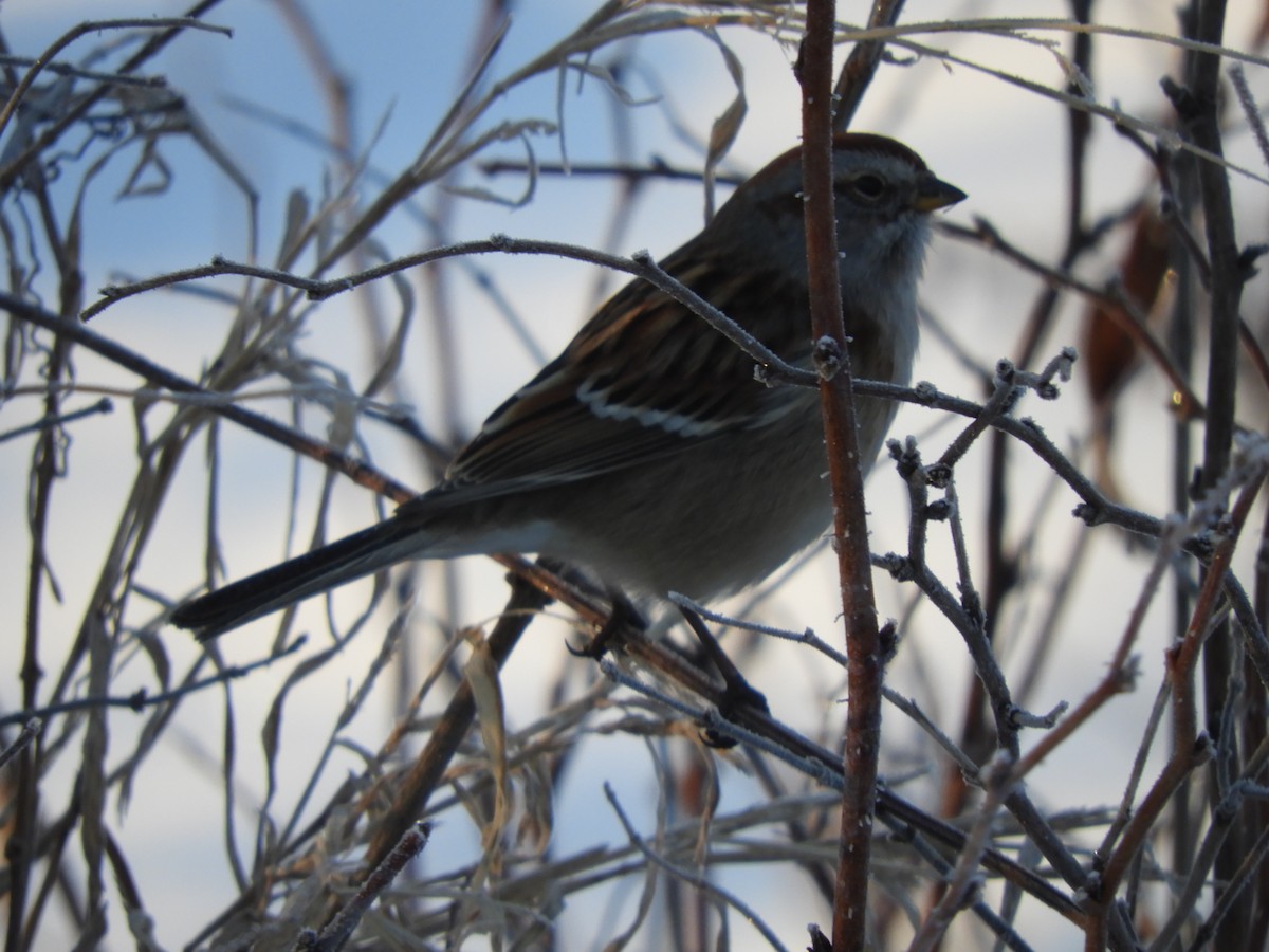 American Tree Sparrow - ML612315711