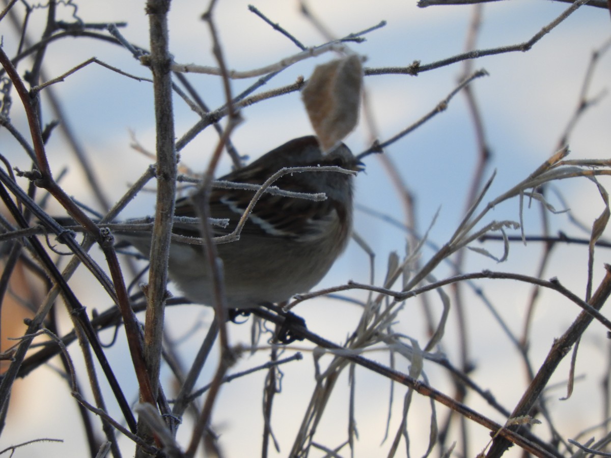 American Tree Sparrow - ML612315712